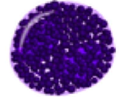Basophil.