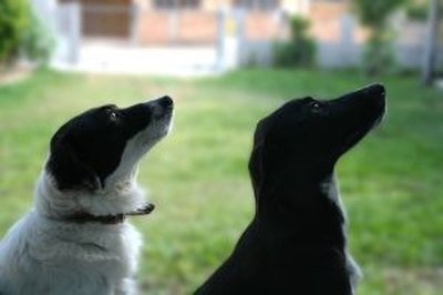 The Characteristics of Learned Behavior & Inherited Traits