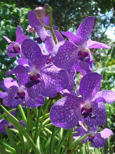 Vanda orchid.