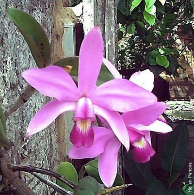 Cattleya violacea orchid.