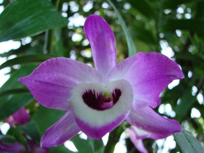 Dendrobium nobile orchid.
