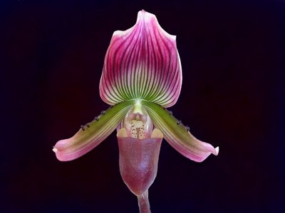 Paphiopedalum barbatum orchid.