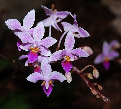 Phalaenopsis equestris orchid.