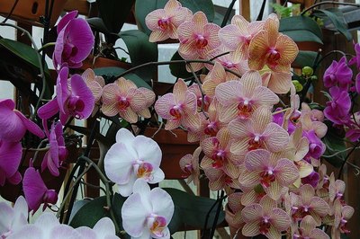 Types of Purple Orchids