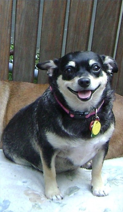 Psoriasis in Dogs