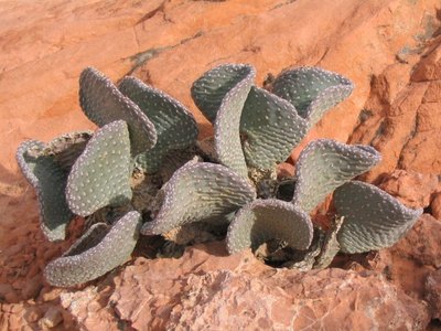 Xerophytes include familiar desert cacti.