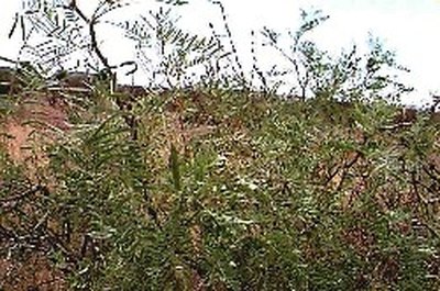 A mesquite tree is a phreatophyte.