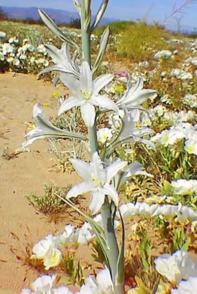 A desert lily is a perennial.