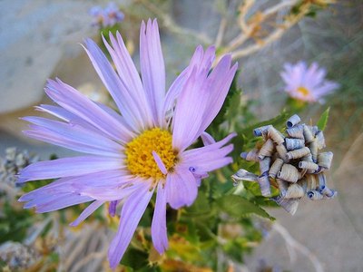 Mojave aster adds color to a desert after a rain.