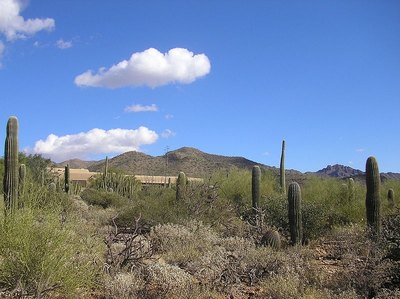 How Do Plants Survive in the Desert?
