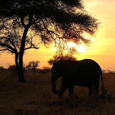 View an African sunset with your own eyes.
