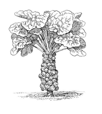 Brussels sprouts