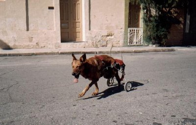 A paralyzed dog