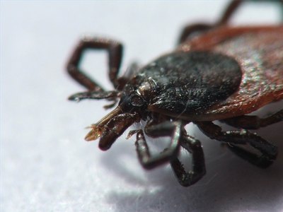 A tick