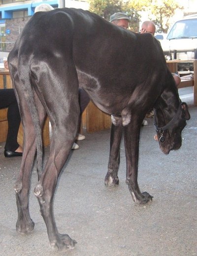 Large dogs are prone to Ischemic Myelopathy