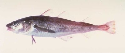 Pacific cod (NOAA image)