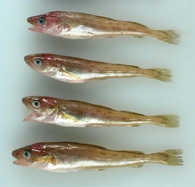 Young saffron cod (NOAA image)