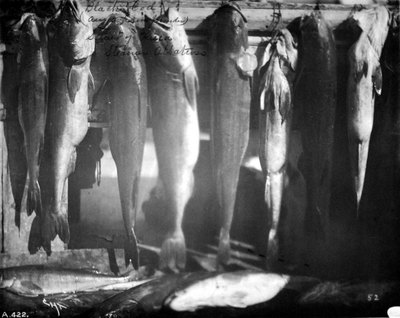 Black cod (NOAA image)