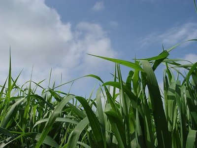 green barely grass
