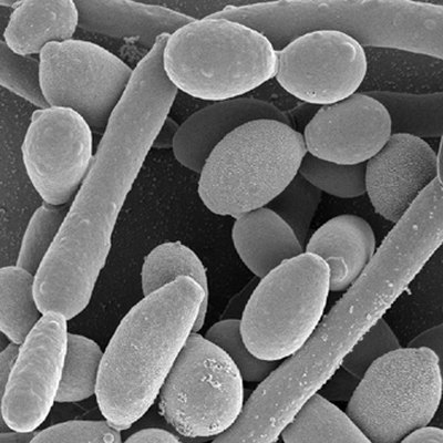 Candida albicans