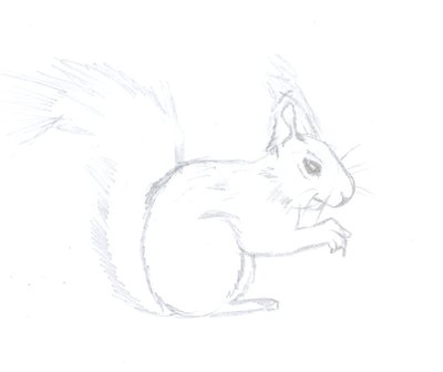 squirrel