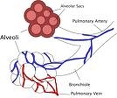 What Causes Scar Tissue in the Lungs?