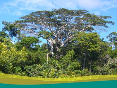 Large trees
