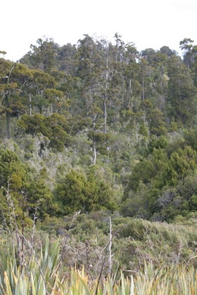 Tropical rainforests have distinct layers.