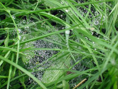 Apply when lawn is wet.