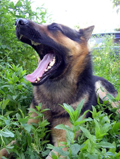 A rabies titer might not accurately represent your dog's level of protection to rabies virus.