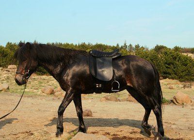 Stepping on a rock and bruising the sole can cause an abscess.