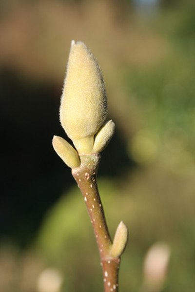 Buds, which appear in summer and fall, open in the spring.