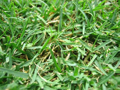 Grassy green carpet color will require some softer shades for the wall colors