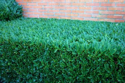 Shearing should only be done on shrubs shaped for hedges.
