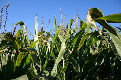Corn is one of America's favorite vegetables.
