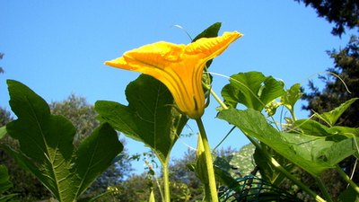 Male flowers have long, thin stalks.