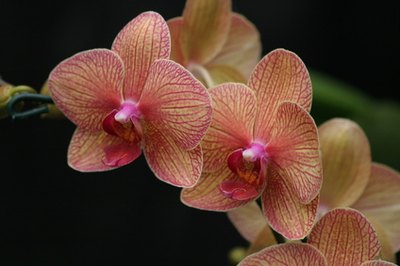 Orchids