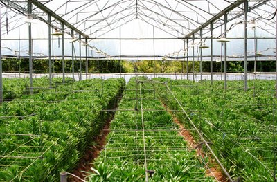Plants growing inside a greenhouse.