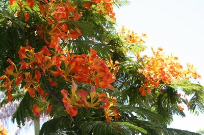 Acacia is cultivated for its hardwood and beauty.