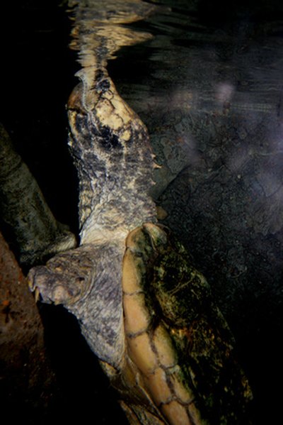 Though it can swim, the common snapping turtle prefers to wait for its prey at the bottom of a lake or river.