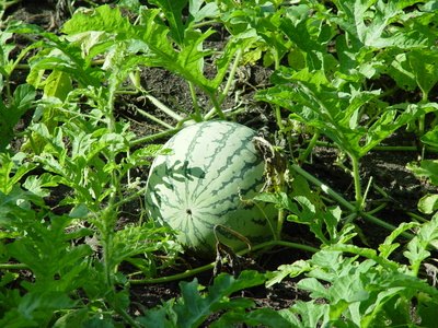 Watermelon