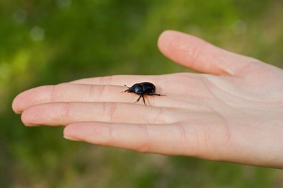 Out of more than 800,000 species of insects in the world, half are beetles.