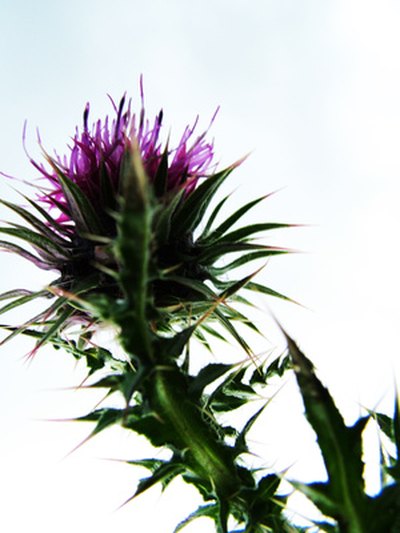 This weed needs a stronger method of removal.