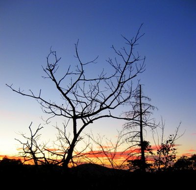 Trees begin to grow once daylights lasts longer.