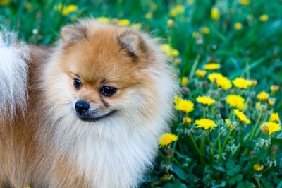 Baking soda will minimize the scent of dog urine.