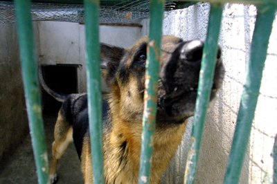 Safe in the Shelter