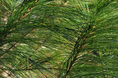 Pine trees have needle-shaped leaves and belong to the Pinophyta family of trees.