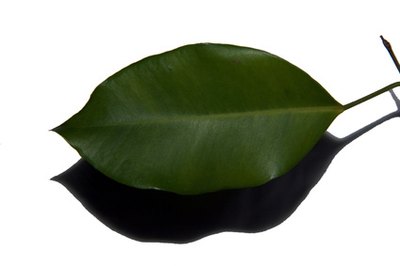 Elliptical leaves are widest at the leaf center.