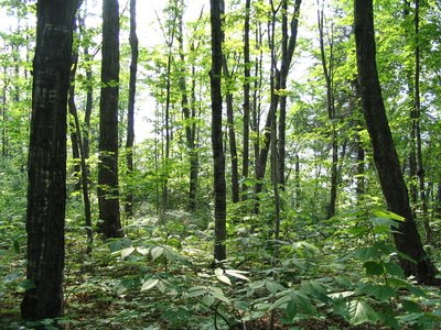 Determine how to use trimmed logs before you cut down trees.
