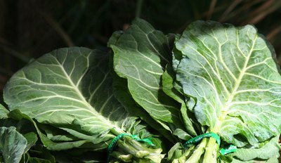 Dark green leafy vegetables containing folic acid are beneficial to memory.